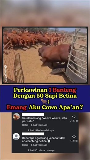 1 Banteng Masuk Kandang… 50 Sapi Langsung Heboh 😳🔥