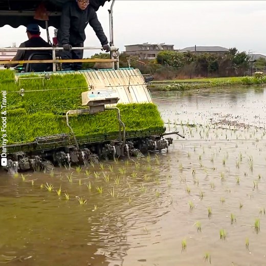 692K views · 5.9K reactions | So much time and work is put in to growing rice  Credit: Danny's Food & Travel - youtube.com/channel/UC5TdKJMe6mPkCQgGNt1VUFw | Taste Life | Facebook