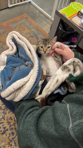 3K views · 72 reactions | Our foster volunteers often wonder what happens with their foster kittens once they come back to SICSA. This, right here, is what happens. 梁殺 Interested in becoming a SICSA foster? Find out more here!: https://www.sicsa.org/foster/ | SICSA Pet Adoption and Wellness Center | Facebook