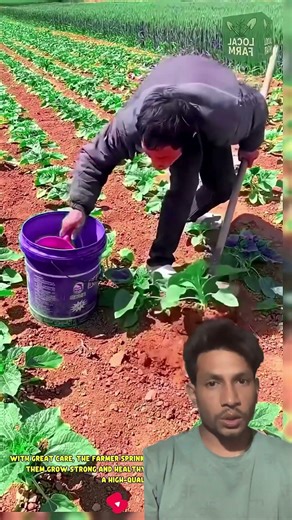 Yesari pane beruwa ma pani halna sakinx #agriculture #farming #satisfying #watering #shortsfeed #wao