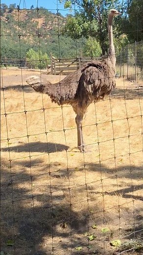 Ostrich Pooping 👀🙈🙈