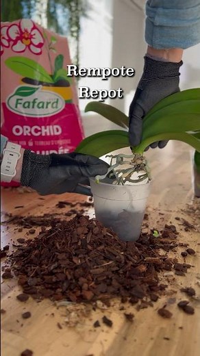 Quand et comment rempoter son orchidée? / When and how to repot your orchid? #orchid #repotting