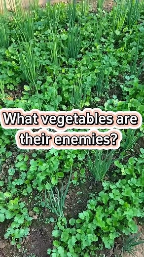 517K views · 10K reactions | Veggie enemies #gardening #garden #gardeningtips #farming #planting #veggiegarden | Franklin Morales | Facebook