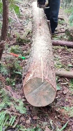 Cutting a large fallen tree log precisely using a professional electric industrial chainsaw machine