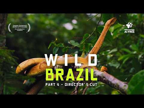 Brazil’s Wild Coastline | Nature Documentary | From Snake Island to Lençóis Maranhenses