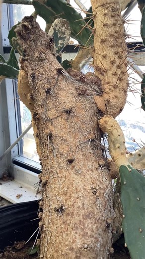Lignification is when plants strengthen cell walls so they can continue to grow big and strong! 💪 The stem (usually) starts to look woody or corky and it happens (mostly) on older plant tissue. So if your old plant starts looking a bit different, don’t fret! 😎 It’s a natural part of growing up. 📈 #Cacti #Lignification #WoodyStems
