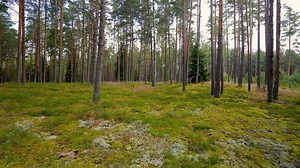 15K views · 318 reactions |  Green is the true colour of serenity,...