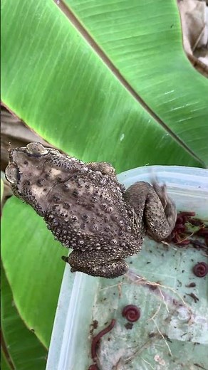 Mole Cricket-Millipedes Toad #insects #animals #insecticida #nest #nature #pestcontrol #funny