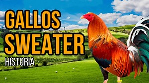 Gallos Sweater Todo Sobre su Origen, Características y Legado El gallo Sweater es una raza de gallo de pelea, la cual goza de una excelente reputación entre los galleros debido a sus impresionantes habilidades en el combate. Actualmente es una de las razas con mayor demanda, muchos criadores de gallos de Estados Unidos y varias partes del mundo desean tener el gallo Sweater por ser una raza ganadora por excelencia. | Historias de Gallos