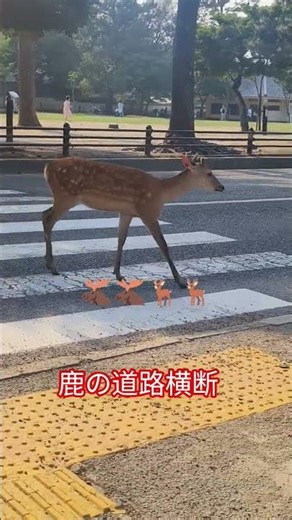 道路を横断する鹿 ❣️🩵💋🫎