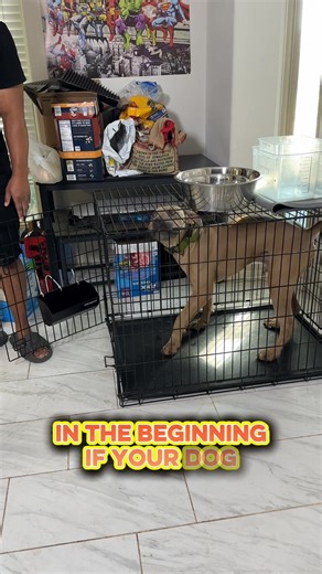 1.9K views · 83 reactions | Crate training isn’t cruel — it’s...