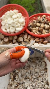 20K views · 39 reactions | Relaxing moment ! Water chestnut, a delicious ingredient that can be enjoyed as both a vegetable and a fruit #handmade #relax #reels #immersive #ASMR | Handmade Mimi | Facebook