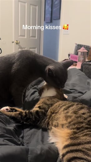 #catsoftiktok #bestfriends #happy #fyp #kitty