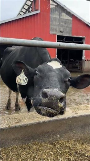 Cow Manure is Made Into What..? | Donia Farms