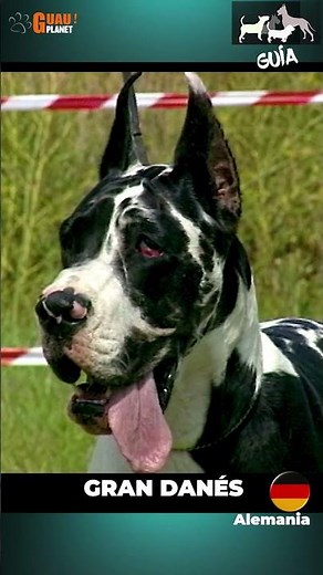 Conoce al "Apolo de las razas caninas": el Gran Danés.#GranDanés#dogoalemán