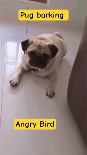 pug Barking#pug#mypug#animals #dog #speakpug #cutedog #love #trending #pugpals #luckypug #pugnation