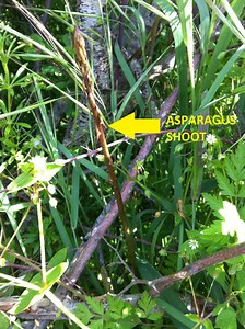 How to Plant and Grow Wild Asparagus