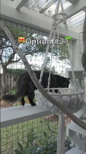 Which Catio Would They Choose? 🤔😸 #catio #cat