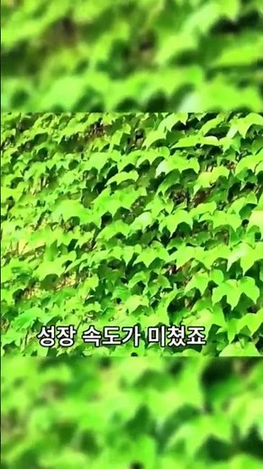 한 번 퍼지면 끝장… 담쟁이 덩굴 완벽 제거법