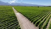 drone aerial view malbec vineyards in the andes mendoza argentina