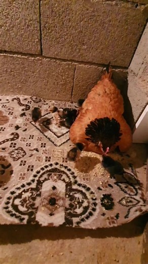 ‏#chekin🍗🍔🍕🌮🥗 #vorwerkchicken #egg #chick #کورستان