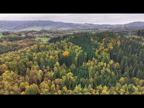 lush treetop panorama, aerial perspective of vibrant forest integrating conifer and broadleaf layers