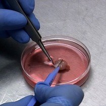 Video: Nucleofection of Rodent Neuroblasts to Study Neuroblast Migration In vitro