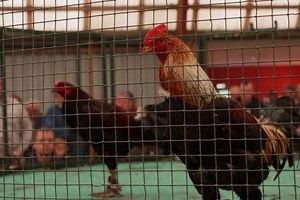 "Combats de coqs" avec les coqueleurs du Nord-Pas-de-Calais