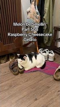 Melon be Smellin’ Part 508 😤🤢 #cat #shorts #food