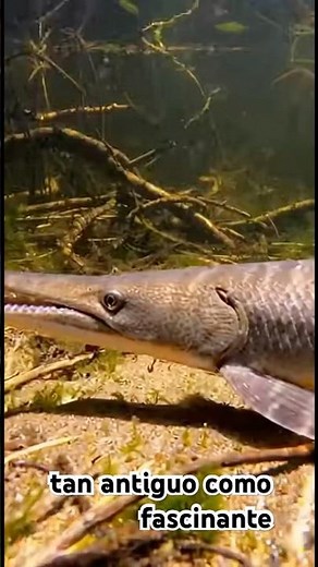 🐟 El pez prehistórico que sigue vivo 😱