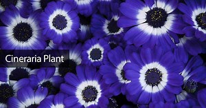 Cineraria Plant Care: How To Grow The Cineraria Flower