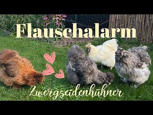 Zwergseidenhühner - die flauschigste Hühnerrasse der Welt