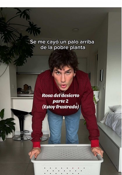 Necesito que florezca. Qué estamos haciendo mal? 🤔 ayudaaaaa. Algún otro tip? 🪴 ig: burgoa.ale Mi outfit completo es de @Penguin Argentina #home #homedecor #homeimprovement #plants #blogger #humor #humortiktok #plantas #flowers #rosadeldesierto #fyp #parati