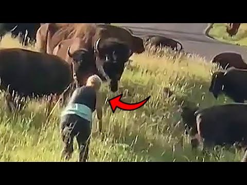 Woman Picks Fight With Bison, Yellowstone Tourists Are Idiots