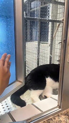 😾🐾 Cat’s Angry Reaction to Her Owner! You don’t mess with this kitty’s mood… or else! 😂 #CatReaction #AngryCat #FunnyPets #CatLovers #fblifestyle | YouTube Subscribers