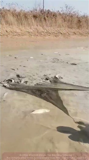 Traditional Mudflat Fishing: The "Waiting for Rabbits" of Trap Nets