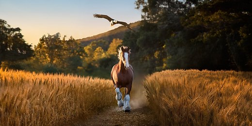 Budweiser Super Bowl Commercial 2026: Young Clydesdale Horse Helps ‘Free Bird’ Grow Into a Bald Eagle