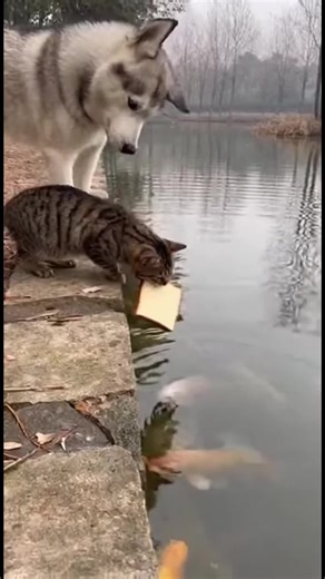 Understanding the Bad Intentions of Dogs