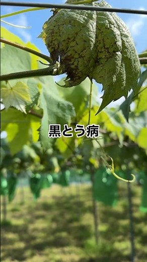 防除中に黒とう病発見。感染部位は圃場外へ#黒とう病 #ぶどう病気 #ひので農園
