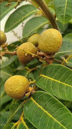 membuat video pendek durasi 15 detik #aesthetic #videographer #videographerlife #videography #fruit