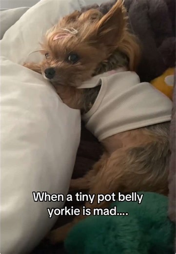 Yorkie Gets Mad Over Spicy Tofu at Super Bowl