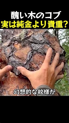 醜い木のコブ、実は純金より貴重？