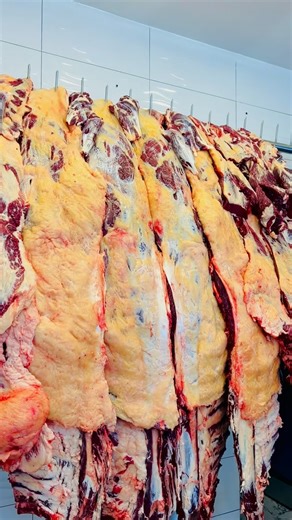 Arif Gebeta | አሪፍ ገበታ on Instagram: "📌 ደሳለኝ ስጋ ቤት 🥩 1ኪሎ ቁርጥ 2600 🍽 ክትፎ 1300 📍 ብስራተ ገብሬል ከላፍቶ ሞል አለፍ ብሎ ጀነሲስ አሳ ቤት ፊትለፊት #ethiopia #arifgebeta #foodlovers #instafoods"