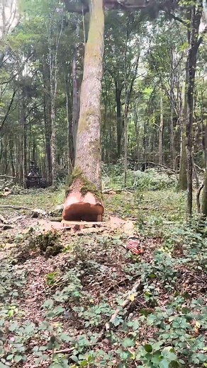 Felling a Tree | Tree Arborist