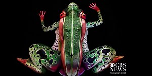 Body paint artist turns humans into frogs, chameleons