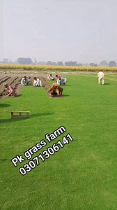 PK Grass Farm offers complete grass installation services anywhere in Pakistan — with skilled labor to handle everything for you! 💪 We provide top-quality varieties — American Carpet, Fine Dhaka, Korean, and Plug-in Grass — perfect for homes, schools, colleges, universities, and parks. ✅ Grass supply & installation with expert labor ✅ Affordable prices ✅ Natural look, long-lasting results 📞 Call Now: 0307-1306141 Make your place beautifully green today with PK Grass Farm! 🌱 #PKGrassFarm #Gras
