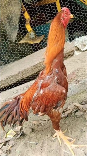 Lakha Peela Lucknow 8528979597