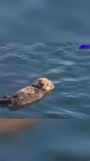The sleeping sea otter baby on the sea surface,healing the mood of the day#seaotter #pet #cute #fyp | Adventures with Paws