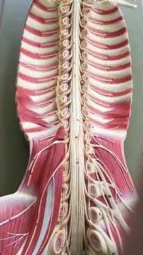 Lab 06 Spinal Cord Model
