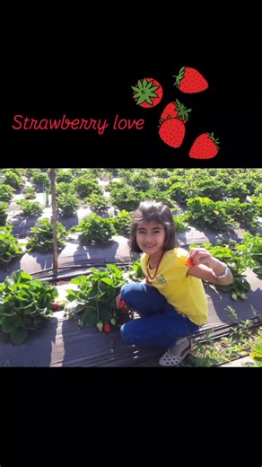 Smita Chopade on Instagram: "Sun-kissed strawberries & sweet days 🍓✨ #StrawberrySeason #StrawberryHarvest #FreshStrawberries #BerrySeason #FarmFresh# #StrawberriesAndChocolate #DessertLovers #SweetTreat#chocolatecoveredstrawberries🍫🍓"